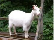 Goat on a wooden bridge outdoors